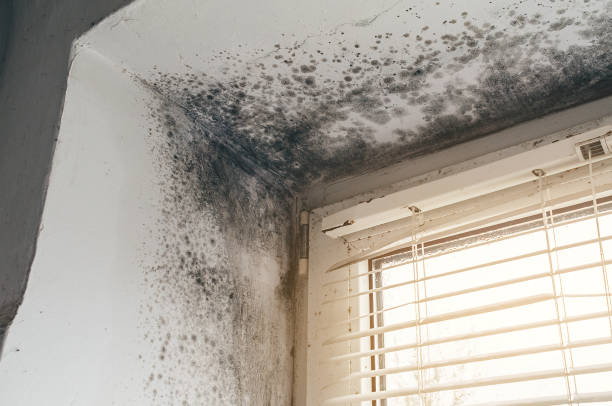 Trusted Black Mold Removal service in Micro, NC - Cheap Mold Removal